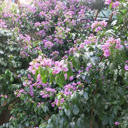 Апартаменты Oaza